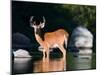 Whitetail Deer Buck in Katahdin Lake, Northern Forest, Maine, USA-Jerry & Marcy Monkman-Mounted Photographic Print