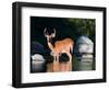 Whitetail Deer Buck in Katahdin Lake, Northern Forest, Maine, USA-Jerry & Marcy Monkman-Framed Photographic Print