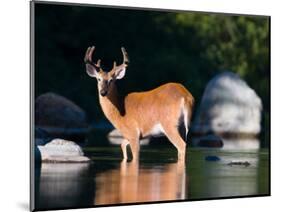 Whitetail Deer Buck in Katahdin Lake, Northern Forest, Maine, USA-Jerry & Marcy Monkman-Mounted Photographic Print