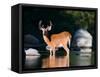 Whitetail Deer Buck in Katahdin Lake, Northern Forest, Maine, USA-Jerry & Marcy Monkman-Framed Stretched Canvas