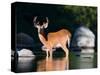 Whitetail Deer Buck in Katahdin Lake, Northern Forest, Maine, USA-Jerry & Marcy Monkman-Stretched Canvas