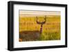 Whitetail Deer Buck in Velvet Antlers at Ninepipe Wma, Montana-Chuck Haney-Framed Photographic Print