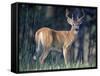 Whitetail Deer Buck in Velvet, Devil's Tower National Monument, Wyoming-James Hager-Framed Stretched Canvas