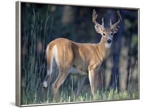 Whitetail Deer Buck in Velvet, Devil's Tower National Monument, Wyoming-James Hager-Framed Photographic Print