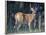 Whitetail Deer Buck in Velvet, Devil's Tower National Monument, Wyoming-James Hager-Framed Photographic Print