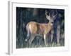 Whitetail Deer Buck in Velvet, Devil's Tower National Monument, Wyoming-James Hager-Framed Photographic Print