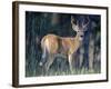 Whitetail Deer Buck in Velvet, Devil's Tower National Monument, Wyoming-James Hager-Framed Photographic Print