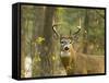 Whitetail Deer Buck in Whitefish, Montana, Usa-Chuck Haney-Framed Stretched Canvas