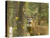 Whitetail Deer Buck in Whitefish, Montana, Usa-Chuck Haney-Stretched Canvas