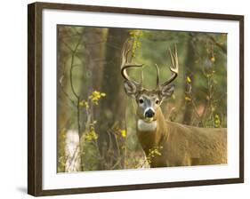 Whitetail Deer Buck in Whitefish, Montana, Usa-Chuck Haney-Framed Photographic Print