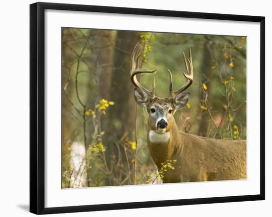 Whitetail Deer Buck in Whitefish, Montana, Usa-Chuck Haney-Framed Photographic Print