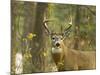 Whitetail Deer Buck in Whitefish, Montana, Usa-Chuck Haney-Mounted Photographic Print