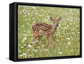 Whitetail Deer Fawn Among Oxeye Daisy, in Captivity, Sandstone, Minnesota, USA-James Hager-Framed Stretched Canvas