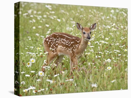 Whitetail Deer Fawn Among Oxeye Daisy, in Captivity, Sandstone, Minnesota, USA-James Hager-Stretched Canvas