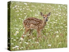 Whitetail Deer Fawn Among Oxeye Daisy, in Captivity, Sandstone, Minnesota, USA-James Hager-Stretched Canvas