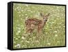 Whitetail Deer Fawn Among Oxeye Daisy, in Captivity, Sandstone, Minnesota, USA-James Hager-Framed Stretched Canvas