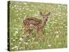 Whitetail Deer Fawn Among Oxeye Daisy, in Captivity, Sandstone, Minnesota, USA-James Hager-Stretched Canvas