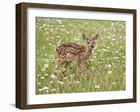 Whitetail Deer Fawn Among Oxeye Daisy, in Captivity, Sandstone, Minnesota, USA-James Hager-Framed Photographic Print