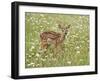 Whitetail Deer Fawn Among Oxeye Daisy, in Captivity, Sandstone, Minnesota, USA-James Hager-Framed Photographic Print