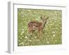 Whitetail Deer Fawn Among Oxeye Daisy, in Captivity, Sandstone, Minnesota, USA-James Hager-Framed Photographic Print