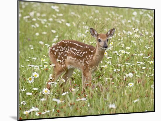 Whitetail Deer Fawn Among Oxeye Daisy, in Captivity, Sandstone, Minnesota, USA-James Hager-Mounted Photographic Print