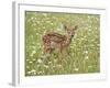 Whitetail Deer Fawn Among Oxeye Daisy, in Captivity, Sandstone, Minnesota, USA-James Hager-Framed Photographic Print