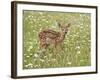 Whitetail Deer Fawn Among Oxeye Daisy, in Captivity, Sandstone, Minnesota, USA-James Hager-Framed Photographic Print