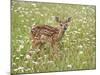 Whitetail Deer Fawn Among Oxeye Daisy, in Captivity, Sandstone, Minnesota, USA-James Hager-Mounted Photographic Print