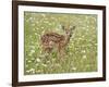 Whitetail Deer Fawn Among Oxeye Daisy, in Captivity, Sandstone, Minnesota, USA-James Hager-Framed Photographic Print