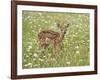 Whitetail Deer Fawn Among Oxeye Daisy, in Captivity, Sandstone, Minnesota, USA-James Hager-Framed Photographic Print