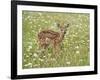 Whitetail Deer Fawn Among Oxeye Daisy, in Captivity, Sandstone, Minnesota, USA-James Hager-Framed Photographic Print