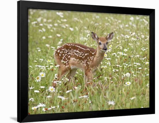 Whitetail Deer Fawn Among Oxeye Daisy, in Captivity, Sandstone, Minnesota, USA-James Hager-Framed Photographic Print