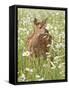 Whitetail Deer Fawn Among Oxeye Daisy, in Captivity, Sandstone, Minnesota, USA-James Hager-Framed Stretched Canvas