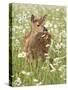 Whitetail Deer Fawn Among Oxeye Daisy, in Captivity, Sandstone, Minnesota, USA-James Hager-Stretched Canvas