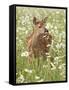 Whitetail Deer Fawn Among Oxeye Daisy, in Captivity, Sandstone, Minnesota, USA-James Hager-Framed Stretched Canvas