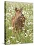 Whitetail Deer Fawn Among Oxeye Daisy, in Captivity, Sandstone, Minnesota, USA-James Hager-Stretched Canvas