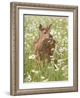 Whitetail Deer Fawn Among Oxeye Daisy, in Captivity, Sandstone, Minnesota, USA-James Hager-Framed Photographic Print