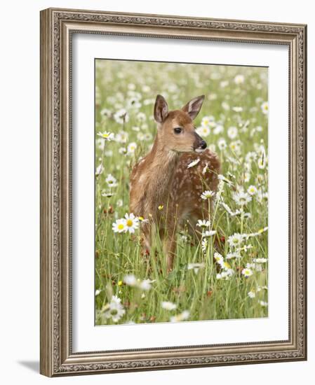 Whitetail Deer Fawn Among Oxeye Daisy, in Captivity, Sandstone, Minnesota, USA-James Hager-Framed Photographic Print