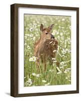 Whitetail Deer Fawn Among Oxeye Daisy, in Captivity, Sandstone, Minnesota, USA-James Hager-Framed Photographic Print