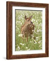 Whitetail Deer Fawn Among Oxeye Daisy, in Captivity, Sandstone, Minnesota, USA-James Hager-Framed Photographic Print