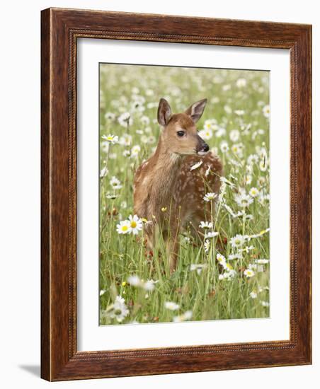 Whitetail Deer Fawn Among Oxeye Daisy, in Captivity, Sandstone, Minnesota, USA-James Hager-Framed Photographic Print