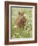 Whitetail Deer Fawn Among Oxeye Daisy, in Captivity, Sandstone, Minnesota, USA-James Hager-Framed Photographic Print