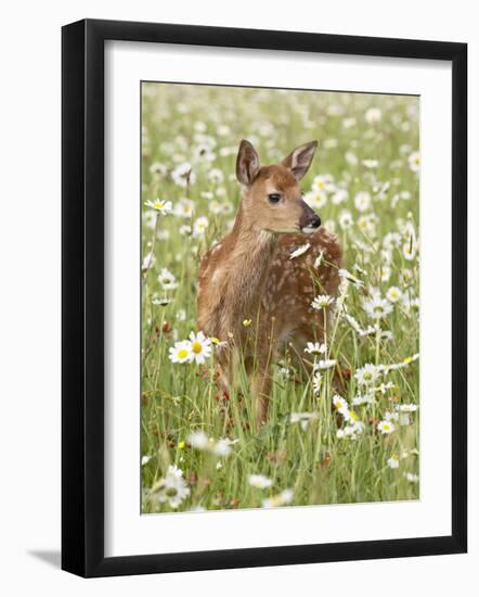 Whitetail Deer Fawn Among Oxeye Daisy, in Captivity, Sandstone, Minnesota, USA-James Hager-Framed Photographic Print