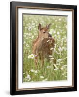 Whitetail Deer Fawn Among Oxeye Daisy, in Captivity, Sandstone, Minnesota, USA-James Hager-Framed Photographic Print