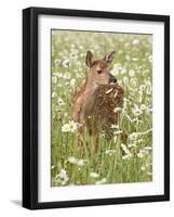 Whitetail Deer Fawn Among Oxeye Daisy, in Captivity, Sandstone, Minnesota, USA-James Hager-Framed Photographic Print