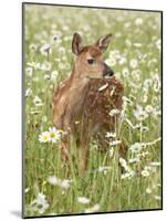 Whitetail Deer Fawn Among Oxeye Daisy, in Captivity, Sandstone, Minnesota, USA-James Hager-Mounted Photographic Print