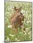 Whitetail Deer Fawn Among Oxeye Daisy, in Captivity, Sandstone, Minnesota, USA-James Hager-Mounted Photographic Print