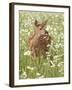 Whitetail Deer Fawn Among Oxeye Daisy, in Captivity, Sandstone, Minnesota, USA-James Hager-Framed Photographic Print