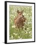 Whitetail Deer Fawn Among Oxeye Daisy, in Captivity, Sandstone, Minnesota, USA-James Hager-Framed Photographic Print