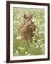 Whitetail Deer Fawn Among Oxeye Daisy, in Captivity, Sandstone, Minnesota, USA-James Hager-Framed Photographic Print